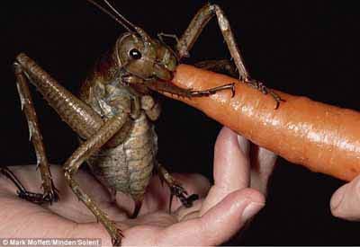 ニュージーランドで見つかった世界最大の昆虫 グロ注意 56doc Blog